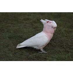 Side view of pink and white cockatoo on ground.