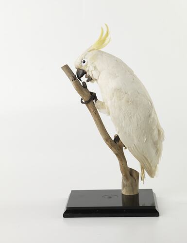 Side view of sulphur-crested cockatoo mounted on narrow branch,