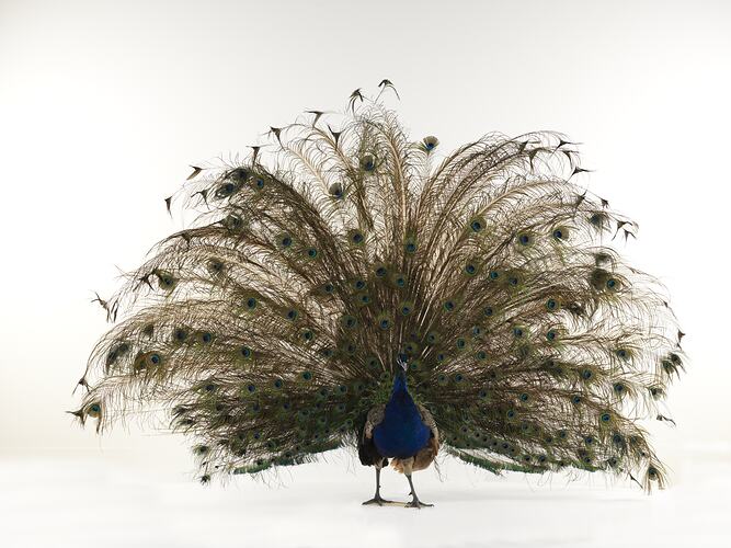 Peacock specimen with tail fanned out.