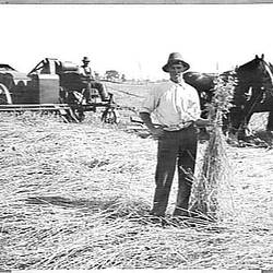 Photograph - H.V. McKay Pty Ltd, Sunshine Header Working in Down & Tangled Crop of Oats, Cosgrove, Victoria, 1921