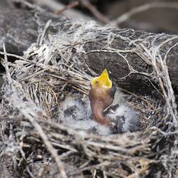 Bird fledglings in nest calling for food.