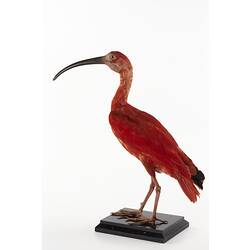 Taxidermied crimson bird specimen, rear view.