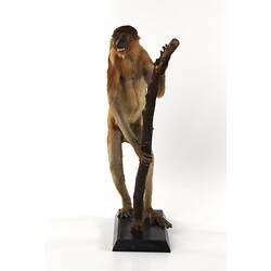 Red-brown monkey specimen mounted on hindlegs holding branch.