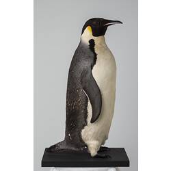 Side view of Emperor Penguin specimen.