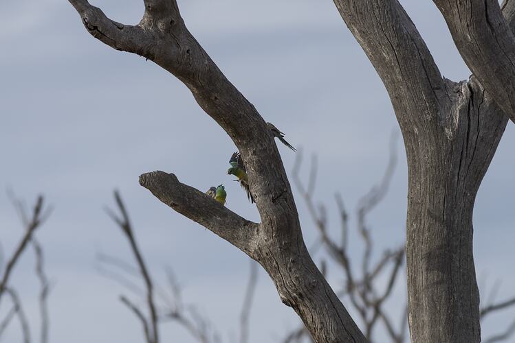 Red-rumped parrot.