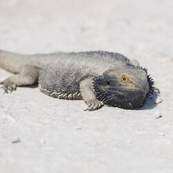 Dragon lizard, belly flat to ground.