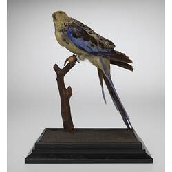 Yellow bird specimen with blue wings mounted on branch.