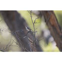 Brown and grey bird on bush.