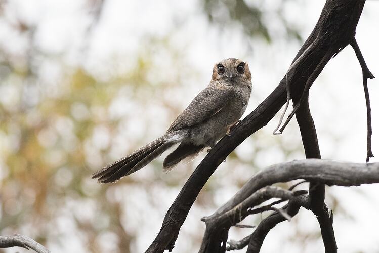 Owl perched on branch.