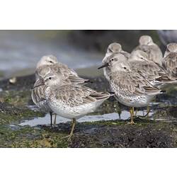 Group of mottled brown water birds.