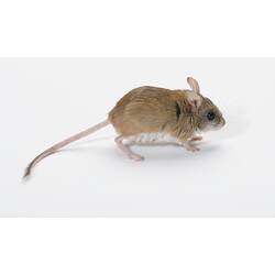 Mitchell's Hopping Mouse.