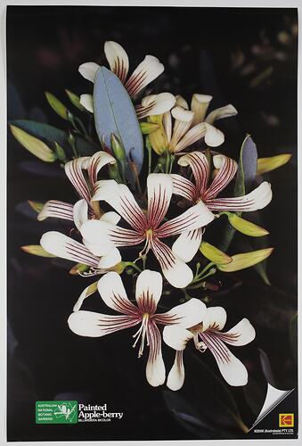 Colour photograph poster of a white flower.