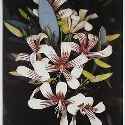 Poster - Kodak Australasia Pty Ltd, 'Painted Apple-berry', Australian National Botanic Gardens, 1980s-1990s