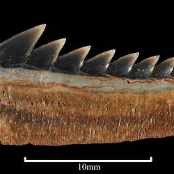 <em>Hexanchus agassiz</em>, sixgill shark, teeth. [P 253894.8]