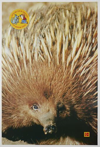 Poster - Kodak Australasia Pty Ltd, Echidna, 'Capture Your Friends on Kodak Film', Feb 1982