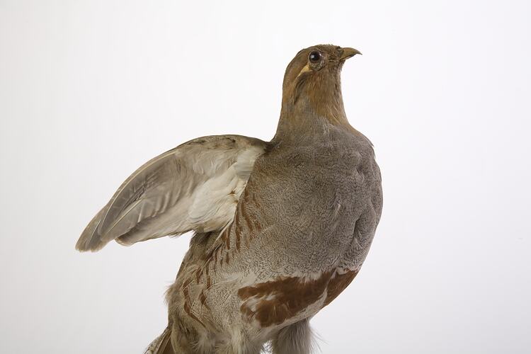 Grey Partridge specimen mounted with small wings open.