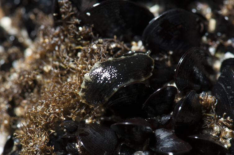 Black seaslug with brown border on mussels.