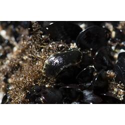 Black seaslug with brown border on mussels.
