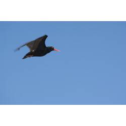 Black bird with red bill in flight.