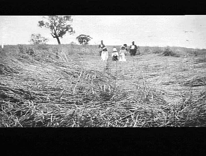 M-H NO. 3 R.T. AT WORK ON MR. H.J. THOMPSON'S FARM, CANOWINDRA, N.S.W.: DOWN TANGLED CROP OF WHEAT AVERAGED 13 AND A HALF BAGS OF WHEAT TO ACRE: JAN 1933