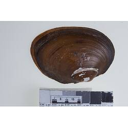 Bivalve valve showing exterior above scale bar.