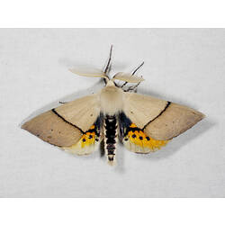 <em>Gastrophora henricaria</em>, moth. Great Otway National Park, Victoria.