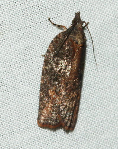 <em>Acropolitis excelsa</em>, moth. Great Otway National Park, Victoria.