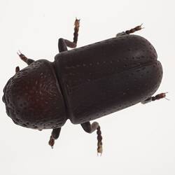 Brown beetle. Top view.