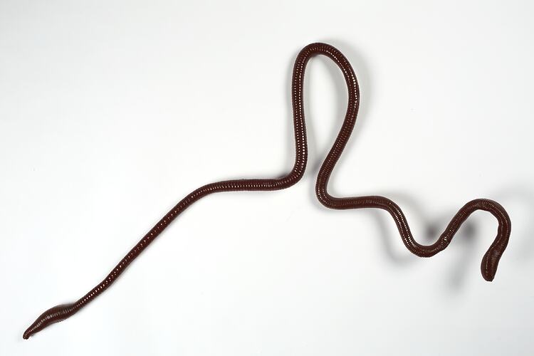 Model of long pink earthworm.