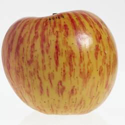 Wax model of an apple with stem, painted red and yellow, with brown stem.
