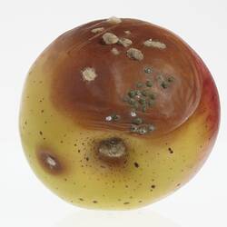 Wax apple model painted yellow and red. Big brown blotch has white fluffy and green spotted mould. Base view.