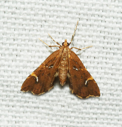 <em>Musotima nitidalis</em>, moth. Great Otway National Park, Victoria.