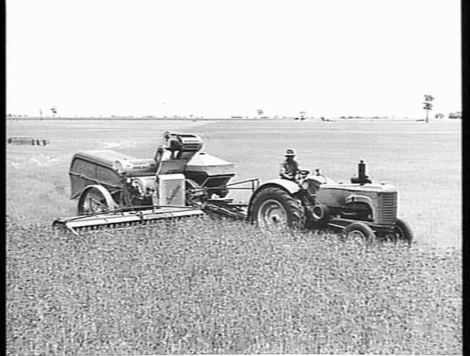 A 12 FT SUNSHINE NO. 4 POWER-DRIVE HEADER EQUIPPED WITH 30 BUSHEL GRAIN BOX AND COUPLED TO SUNSHINE MASSEY HARRIS TRACTOR, HARVESTING 48 BUSHELS OF `PINNACLE' WHEAT TO THE ACRE ON THE FARM OF MR. A. C. JORGENSON, KATYIL, VIA DIMBOOLA, VIC. NO. 4 MACHINES