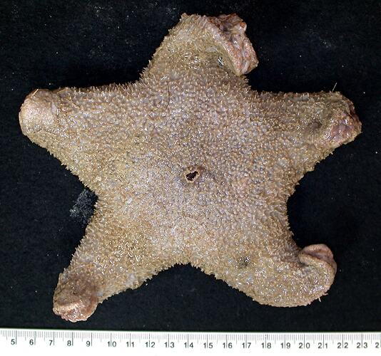 Back view of brown seastar on black background with ruler.