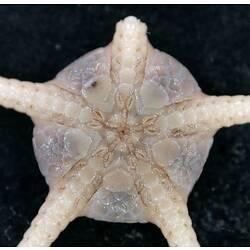 Front view of pink-cream brittle star with close-up of oral disc on black background.