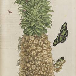 A large pineapple with two caterpillars on the yellow part of the fruit. Two butterflies hover around the frui