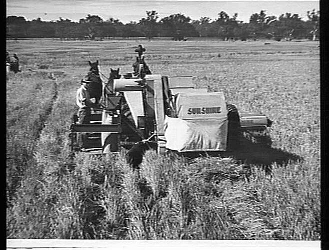 SUNSHINE NO 6 ENGINE FUNCTIONED RICE HEADER TAKING TWO TONS OF `PADDY' RICE TO THE ACRE FROM MR MARTIN ROURKE'S CROP AT LEETON, N.S.W.: MAY 1950