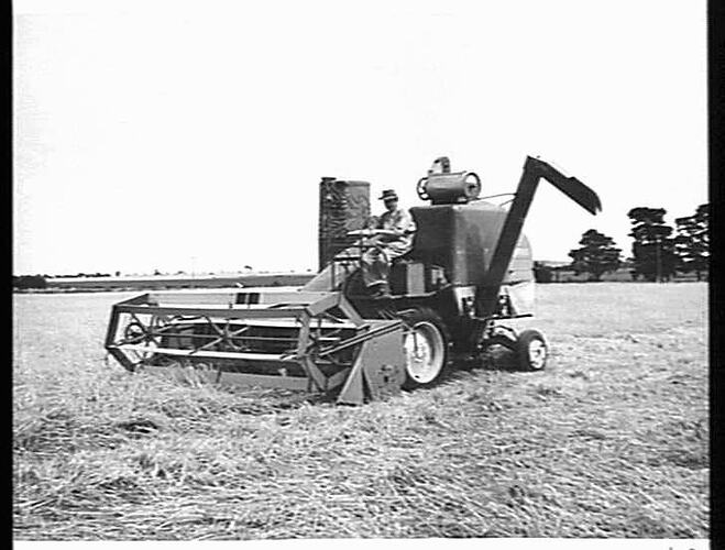 MASSEY-HARRIS 726 SELF-PROPELLED HEADER HARVESTING 36 BUSHELS OF OATS TO THE ACRE FROM A DOWN AND TANGLED CROP AT ROCKBANK, VIC. JAN.: 1952