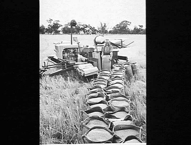 RICE FROM A 3-TON CROP ON THE FARM OF MR. A. DUNN, MURRAMI, N.S.W. HARVESTED WITH A NO.6 SUNSHINE HEADER. BAGGING OFF FROM MR. A. DUNN'S NO.6 HEADER MURRAMI N.S.W.: APRIL 1953