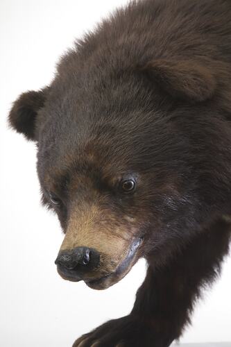 Detail of mounted Black Bear's head.