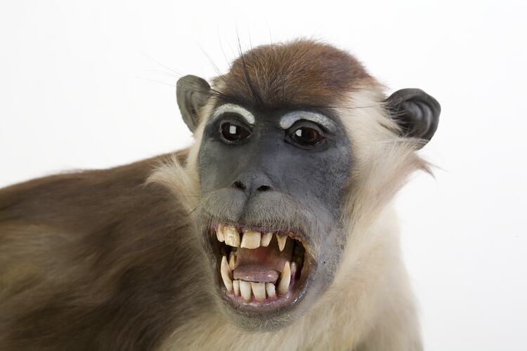 Detail of face of Red-capped Mangabey specimen mounted with mouth open, teeth visible.