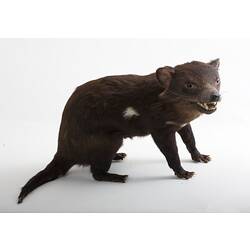 Taxidermied Tasmanian Devil specimen with black fur.
