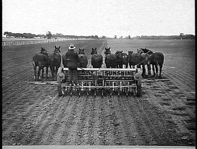 18 ROW `SUNTYNE' (10 HORSES) IN STICKY MUD, A.G. SUDHOLZ, NATIMUK: JUNE 1938