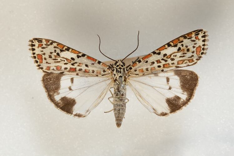 <em>Utetheisa pulchelloides</em>, Heliotrope Moth, male. [HET 12577]
