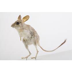 Taxidermied mouse specimen .