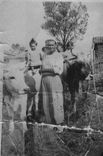 Domenico & Domenica Annetta With Their Children & Bullocks, Calabria, Italy, circa 1959