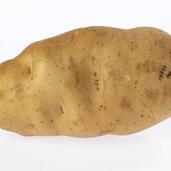 Oblong wax model of a potato painted beige with light grey marks.