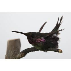 Taxidermied small bird with pink neck feathers.