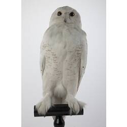 <em>Nyctea scandiaca</em>, Snowy Owl, mount.  Registration no. 57578.