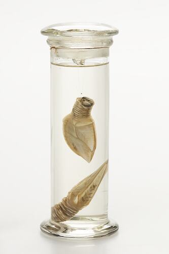 Gooseneck barnacle wet specimens in glass jar.